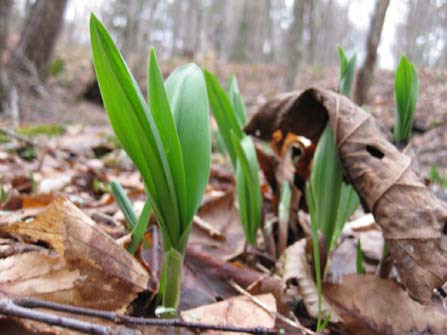 Ramps through the leaves